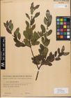 Foto von Salix myrsinifolia Salisb.